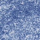 Anti-AMACR Antibody