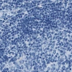 Immunohistochemical staining of human lymph node using Anti-AMACR antibody HPA020912.