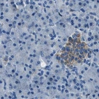 Immunohistochemical staining of human pancreas using Anti-AMACR antibody HPA020912.