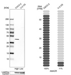 Anti-AMACR Antibody