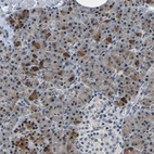 Immunohistochemical staining of human pancreas shows moderate nuclear positivity in exocrine glandular cells.