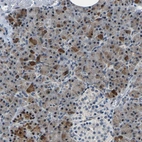 Immunohistochemical staining of human pancreas shows moderate nuclear positivity in exocrine glandular cells.