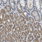 Immunohistochemical staining of human stomach shows moderate cytoplasmic positivity in glandular cells.