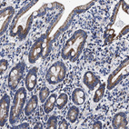 Immunohistochemical staining of human duodenum shows strong granular cytoplasmic positivity in glandular cells.