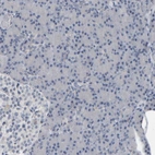 Immunohistochemical staining of human pancreas shows no positivity in exocrine glandular cells as expected.