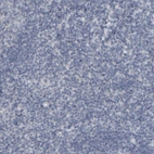 Immunohistochemical staining of human tonsil shows no positivity in non-germinal center cells as expected.