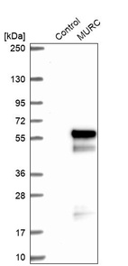 Western blot analysis in control (vector only transfected HEK293T lysate) and MURC over-expression lysate (Co-expressed with a C-terminal myc-DDK tag (~3.1 kDa) in mammalian HEK293T cells, LY422661).