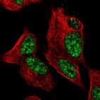 Immunofluorescent staining of human cell line SH-SY5Y shows localization to nucleoplasm.