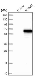 Western blot analysis in control (vector only transfected HEK293T lysate) and KLHL42 over-expression lysate (Co-expressed with a C-terminal myc-DDK tag (~3.1 kDa) in mammalian HEK293T cells, LY412337).