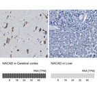 Anti-NACAD Antibody