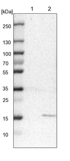 Lane 1: NIH-3T3 cell lysate (Mouse embryonic fibroblast cells)_br/_Lane 2: NBT-II cell lysate (Rat Wistar bladder tumour cells)
