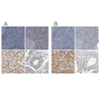 Immunohistochemical staining of human lymphoid tissues, pancreas, skeletal muscle and testis using Anti-MURC antibody HPA020987 (A) shows similar protein distribution across tissues to independent antibody HPA020973 (B).