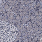 Immunohistochemical staining of human pancreas shows no positivity in exocrine glandular cells as expected.