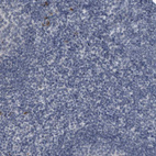 Immunohistochemical staining of human tonsil shows no positivity in non-germinal center cells as expected.