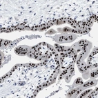 Immunohistochemical staining of human placenta shows high expression.