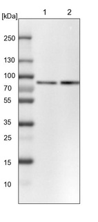 Lane 1: NIH-3T3 cell lysate (Mouse embryonic fibroblast cells)_br/_Lane 2: NBT-II cell lysate (Rat Wistar bladder tumour cells)