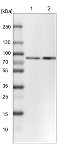 Lane 1: NIH-3T3 cell lysate (Mouse embryonic fibroblast cells)_br/_Lane 2: NBT-II cell lysate (Rat Wistar bladder tumour cells)