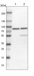 Lane 1: NIH-3T3 cell lysate (Mouse embryonic fibroblast cells)_br/_Lane 2: NBT-II cell lysate (Rat Wistar bladder tumour cells)