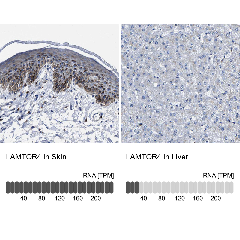 Anti-LAMTOR4 Antibody