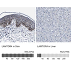 Anti-LAMTOR4 Antibody