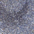 Immunohistochemical staining of human lymph node shows strong granular cytoplasmic positivity in germinal and non-germinal center cells.