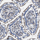 Immunohistochemical staining of human small intestine shows strong granular cytoplasmic positivity in glandular cells.