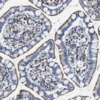 Immunohistochemical staining of human small intestine shows strong granular cytoplasmic positivity in glandular cells.