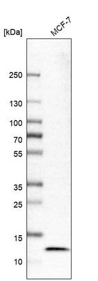Western blot analysis in human cell line MCF-7.