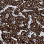 Immunohistochemical staining of human liver using Anti-HIBADH antibody HPA021002.
