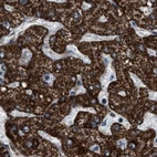 Immunohistochemical staining of human liver using Anti-HIBADH antibody HPA021002.