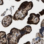 Immunohistochemical staining of human placenta using Anti-HIBADH antibody HPA021002.