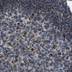 Immunohistochemical staining of human lymph node using Anti-HIBADH antibody HPA021002.