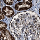 Immunohistochemical staining of human kidney using Anti-HIBADH antibody HPA021002.