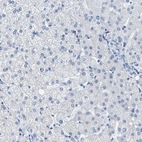 Immunohistochemical staining of human liver shows low expression as expected.