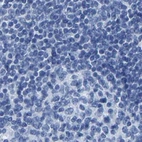 Immunohistochemical staining of human lymph node using Anti-MYBPC1 antibody HPA021004.