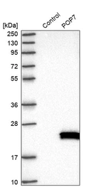 Western blot analysis in control (vector only transfected HEK293T lysate) and POP7 over-expression lysate (Co-expressed with a C-terminal myc-DDK tag (~3.1 kDa) in mammalian HEK293T cells, LY417024).