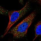 Immunofluorescent staining of human cell line U-2 OS shows localization to vesicles.