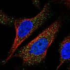 Immunofluorescent staining of human cell line U-2 OS shows localization to vesicles.