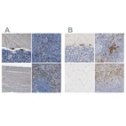 Immunohistochemical staining of human cerebellum, lymph node, skeletal muscle and spleen using Anti-FGL2 antibody HPA021011 (A) shows similar protein distribution across tissues to independent antibody HPA026682 (B).
