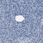 Immunohistochemical staining of human pancreas shows no positivity in exocrine glandular cells as expected.