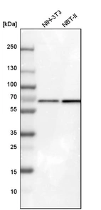 Western blot analysis in mouse cell line NIH-3T3 and rat cell line NBT-II.