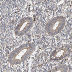 Immunohistochemical staining of human endometrium shows weak membranous and cytoplasmic positivity in glandular cells as expected.