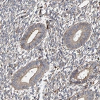 Immunohistochemical staining of human endometrium shows weak membranous and cytoplasmic positivity in glandular cells as expected.