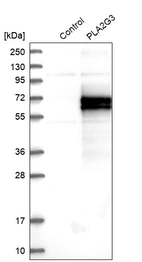 Western blot analysis in control (vector only transfected HEK293T lysate) and PLA2G3 over-expression lysate (Co-expressed with a C-terminal myc-DDK tag (~3.1 kDa) in mammalian HEK293T cells, LY402464).