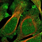 Immunofluorescent staining of human cell line U-2 OS shows localization to nucleus & cytosol.