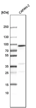 Western blot analysis in human cell line CAPAN-2.