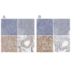 Immunohistochemical staining of human lymphoid tissues, pancreas, skeletal muscle and testis using Anti-MURC antibody HPA021021 (A) shows similar protein distribution across tissues to independent antibody HPA020973 (B).
