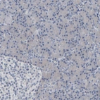 Immunohistochemical staining of human pancreas shows no positivity in exocrine glandular cells as expected.