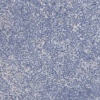 Immunohistochemical staining of human tonsil shows no positivity in non-germinal center cells as expected.