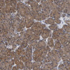 Immunohistochemical staining of human pancreas shows moderate cytoplasmic positivity in exocrine glandular cells.